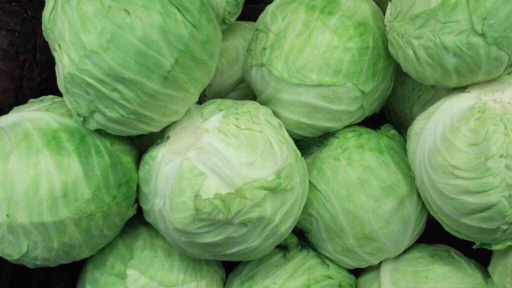 Cabbage